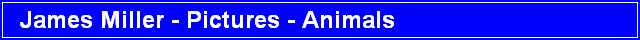 James Miller - Pictures - Animals