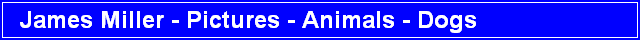 James Miller - Pictures - Animals - Dogs