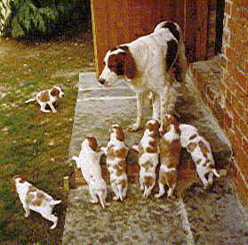 Rosein and Her Puppies