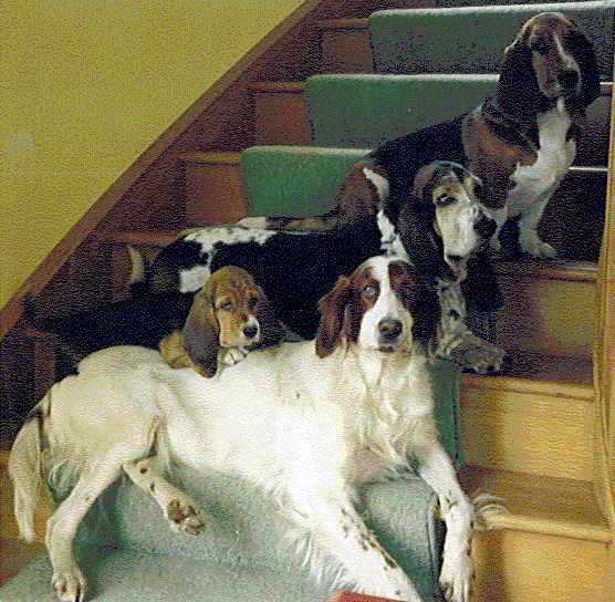 Dogs on the Stairs